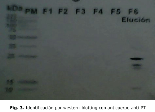 Fig. 3. Identificación por western-blotting con anticuerpo anti-PT