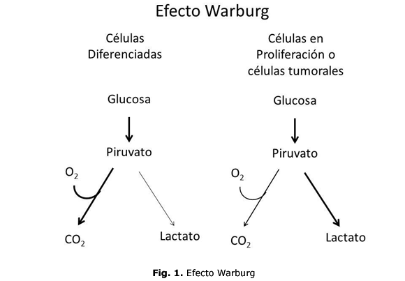 Fig. 1. Efecto Warburg