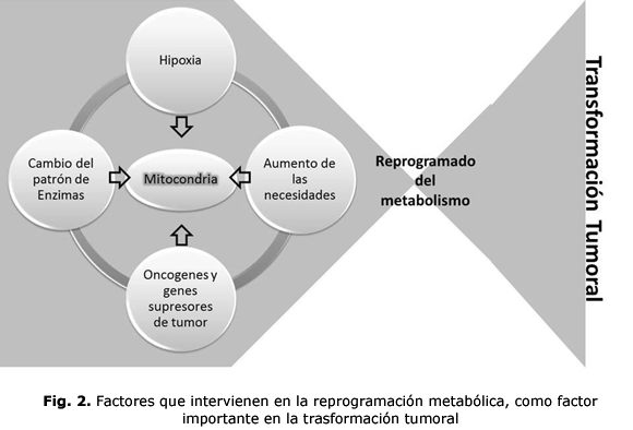 Fig. 2. Factores que intervienen en la reprogramación metabólica, como factor importante en la trasformación tumoral