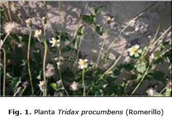 Fig. 1. Planta Tridax procumbens (Romerillo)