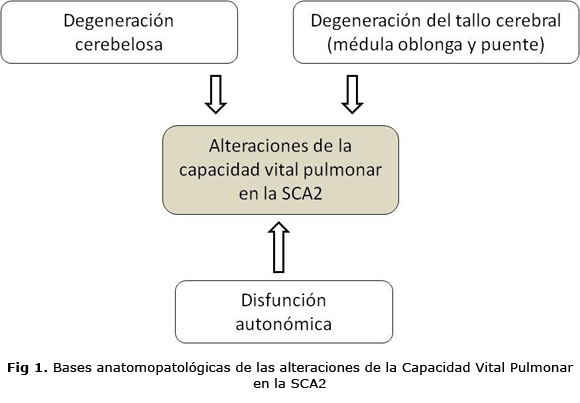 Fig 1. Bases anatomopatológicas de las alteraciones de la Capacidad Vital Pulmonar en la SCA2.